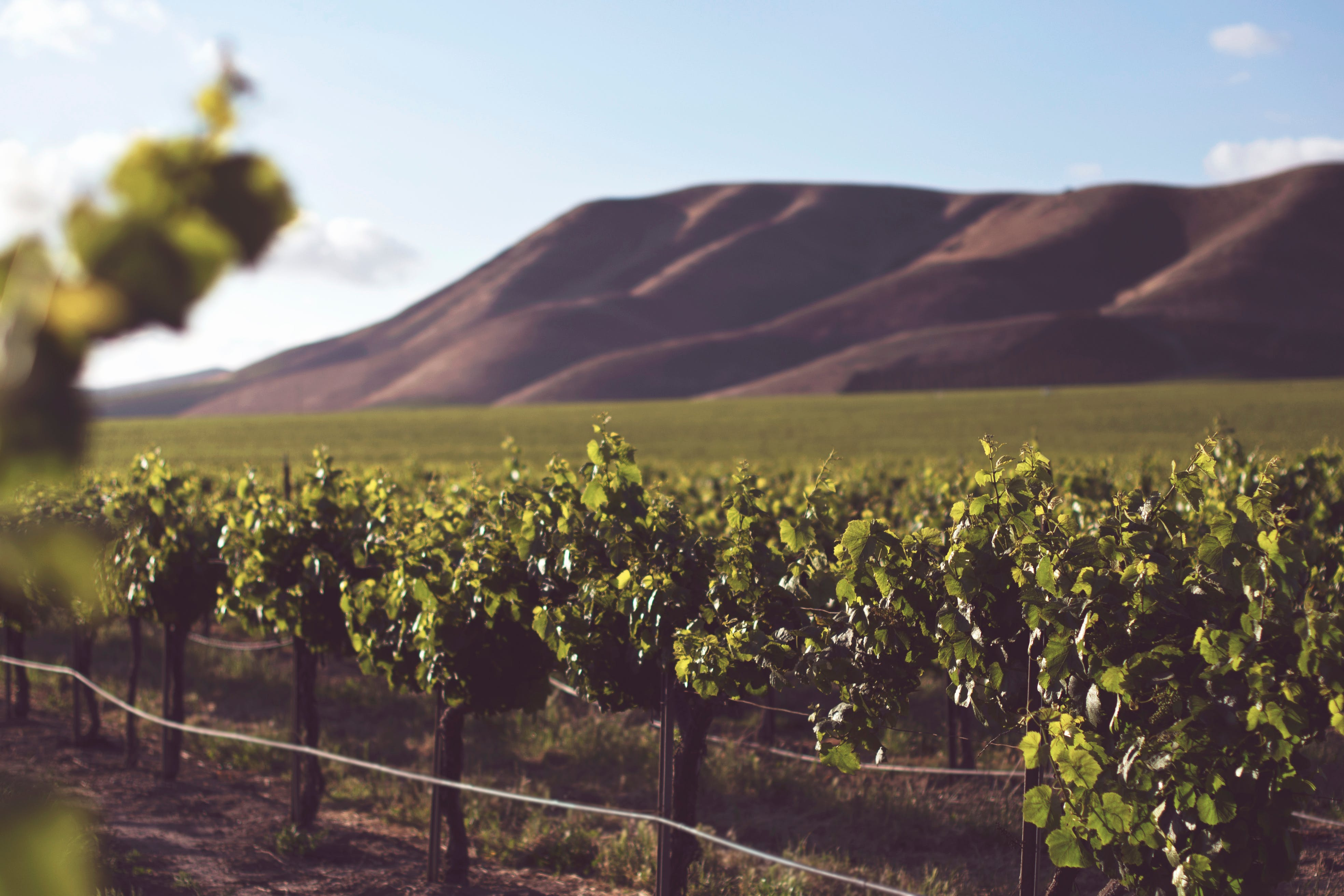 Viñedos de Santa Bárbara, California: Paraíso para los amantes del vino